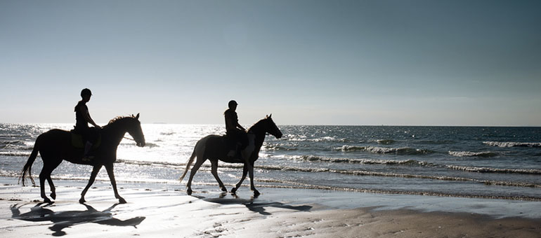 Pferde an der Küste von Dover