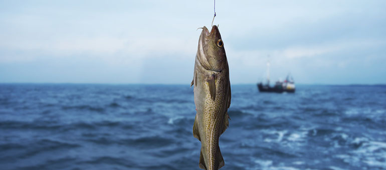 Fisch an Angelhaken auf dem Meer vor Dover